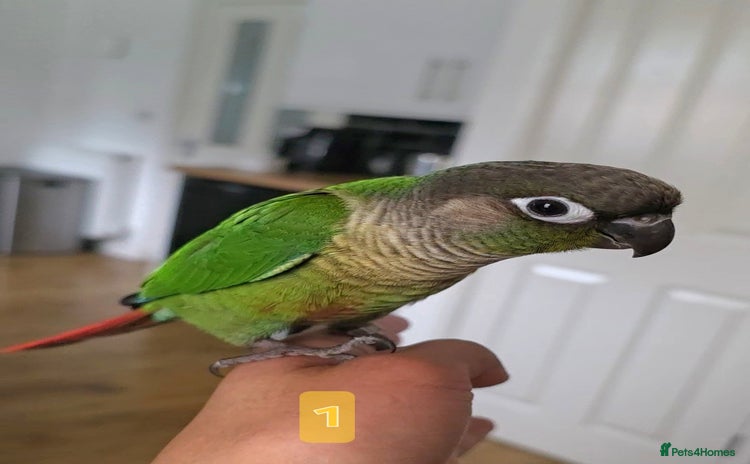 Parrots birds Handreared Baby Green Cheek Tame Conures  - Advert 10