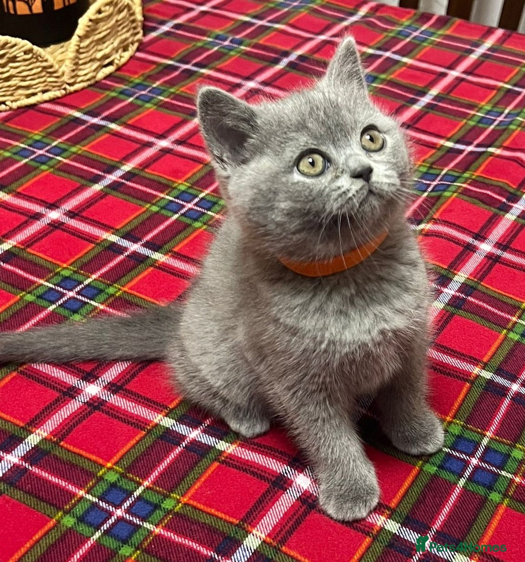 British Shorthair cats for sale: !!! Pure Blood Champions Pedigree BSH Kittens!!! - Advert 15