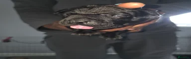 Cane Corso 3