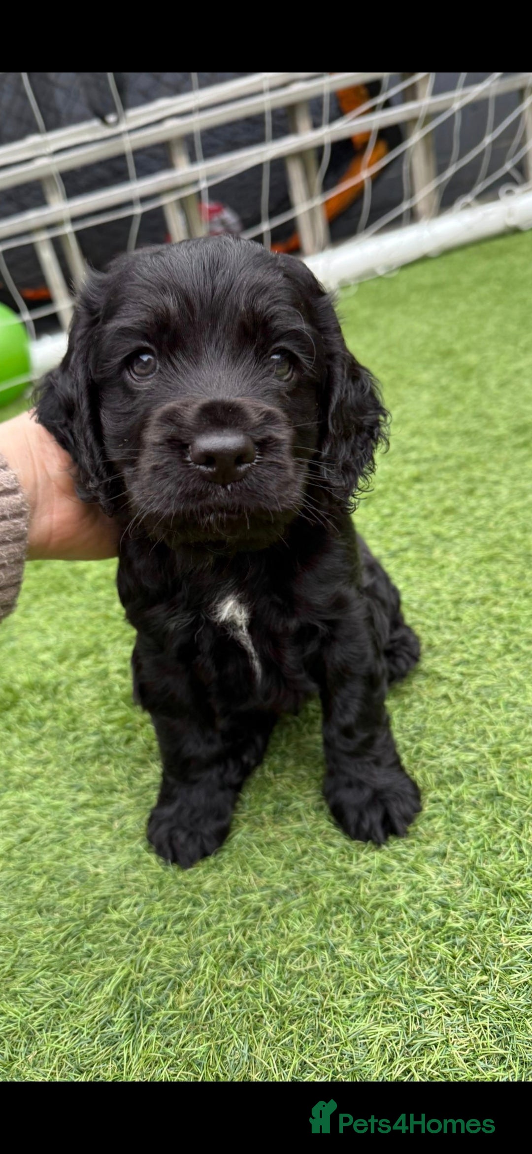 Cocker Spaniel dogs Cocker spaniel boys - Advert 8