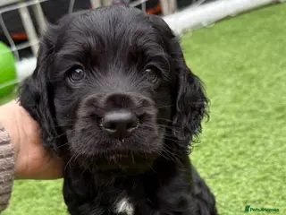 Cocker Spaniel dogs Cocker spaniel boys - Advert 8