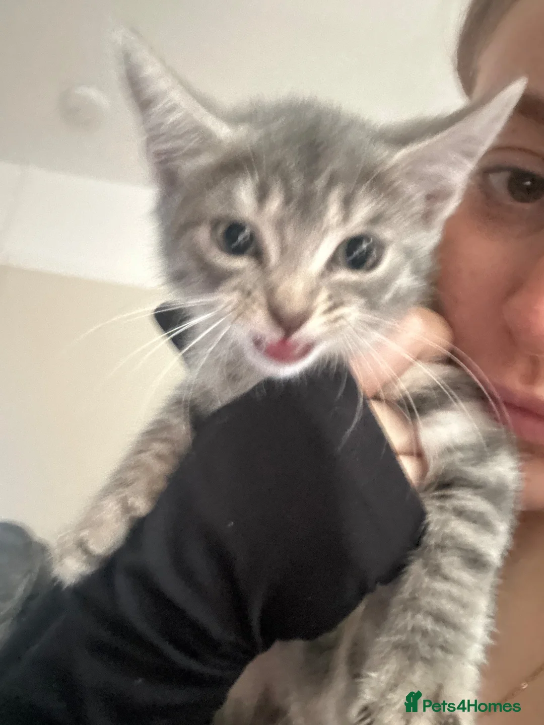 British Shorthair cats for sale: 2 gorgeous girls left - Advert 2