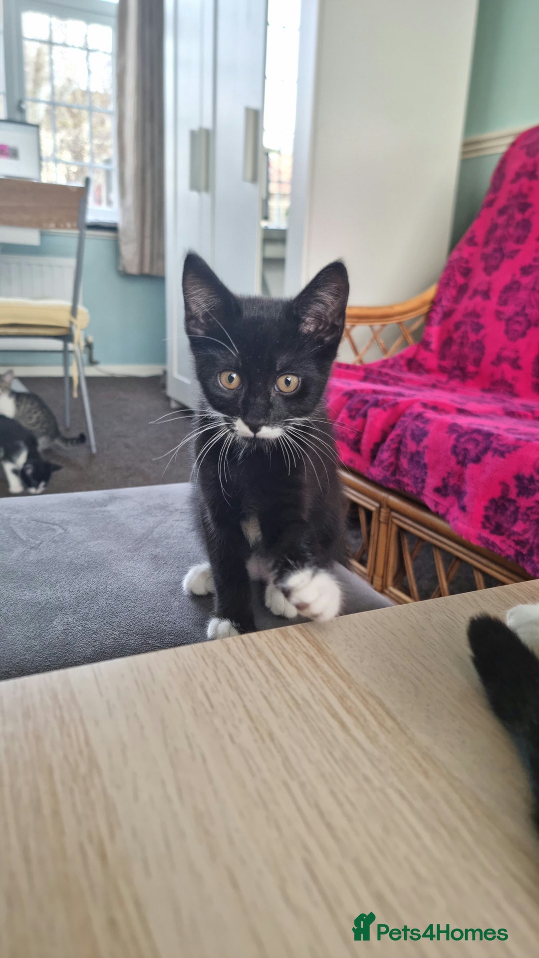 Mixed Breed cats for sale: Vaccinated kitten, ready for new home - Advert 4