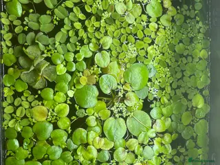 Cichlids fish Amazon frogbit Limnobium laevigatum aquarium plant - Advert 2