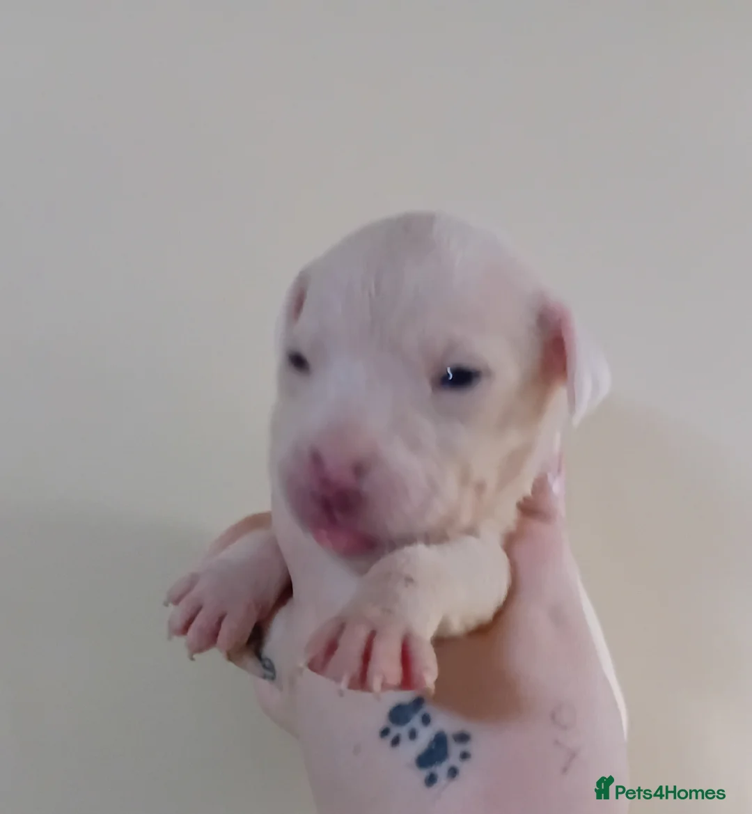 Mixed Breed dogs for sale: Staffy x presa x corso puppies  in Wakefield - Advert 2