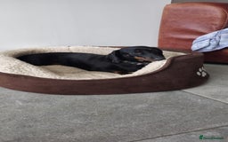 Miniature Dachshund dogs for sale: Miniature dachshund female - Image 26