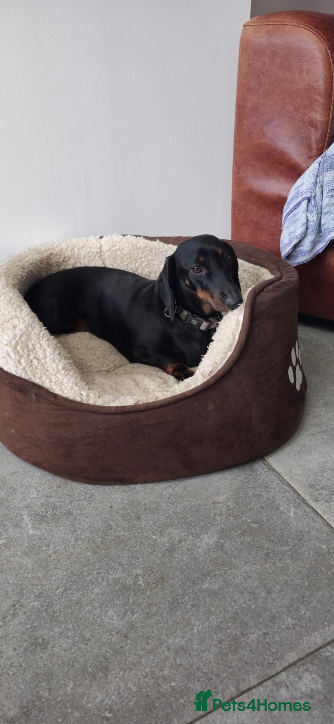 Miniature Dachshund dogs for sale: Miniature dachshund female - Image 26