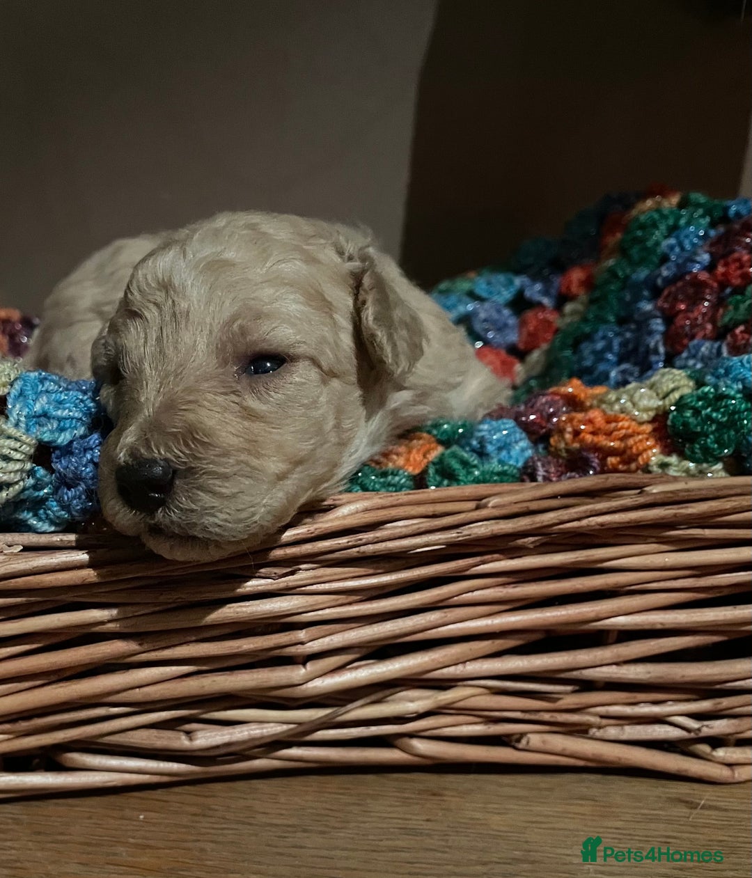 Toy Poodle dogs for sale: Toy Poodle Puppies For Sale KC Reg - Advert 8