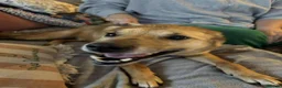 Mixed Breed dogs for adoption: Blue for adoption in London - Advert 3