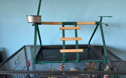 Parrots birds for sale: Parrot cage and separate stand - Image 4