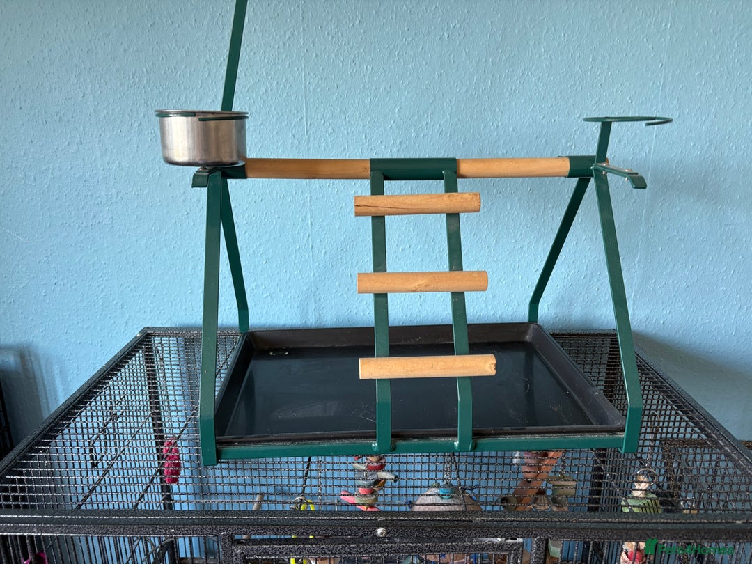 Parrots birds for sale: Parrot cage and separate stand - Image 4