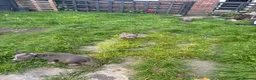 American Bully dogs for sale: Micro pocket bully pup READY! FULLY VACCINATED  - Advert 5
