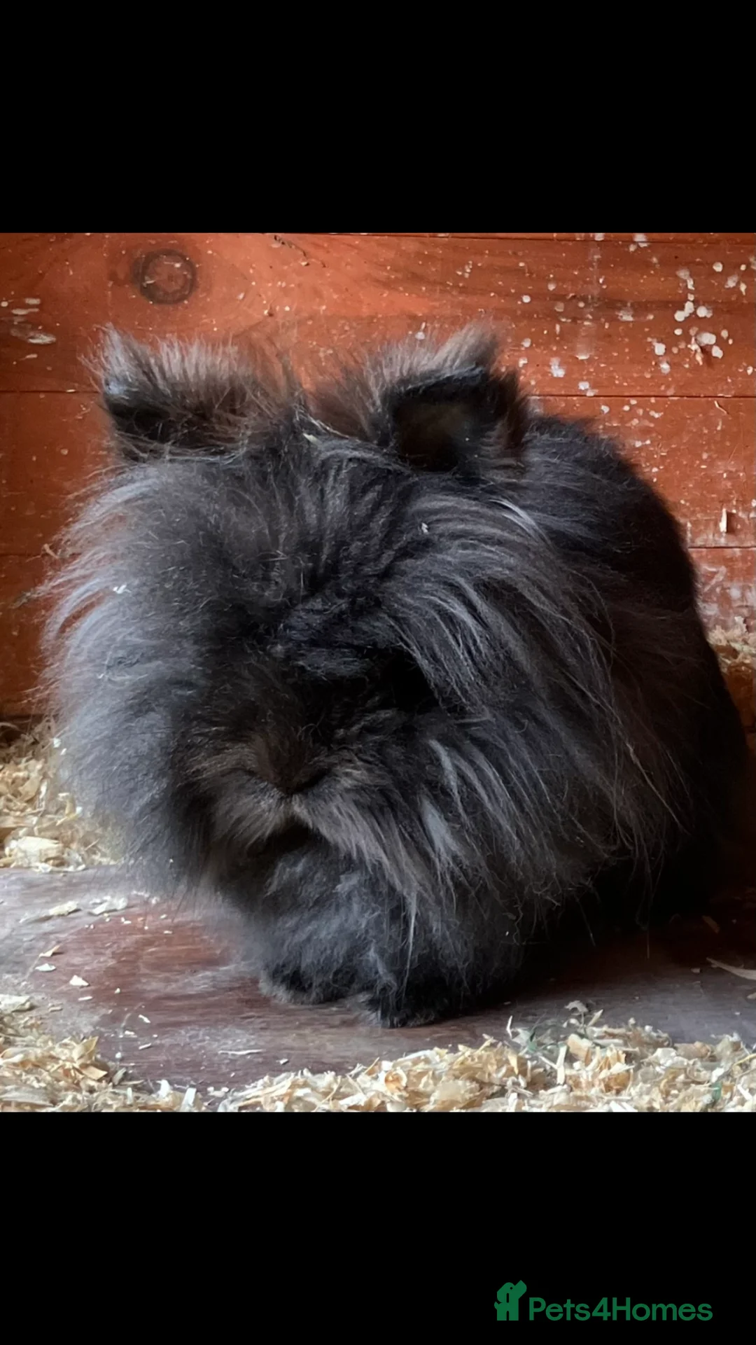 Lionhead rabbits for sale: Black lionhead girl  - Advert 1