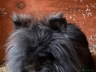 Lionhead rabbits Black lionhead girl - Advert 8