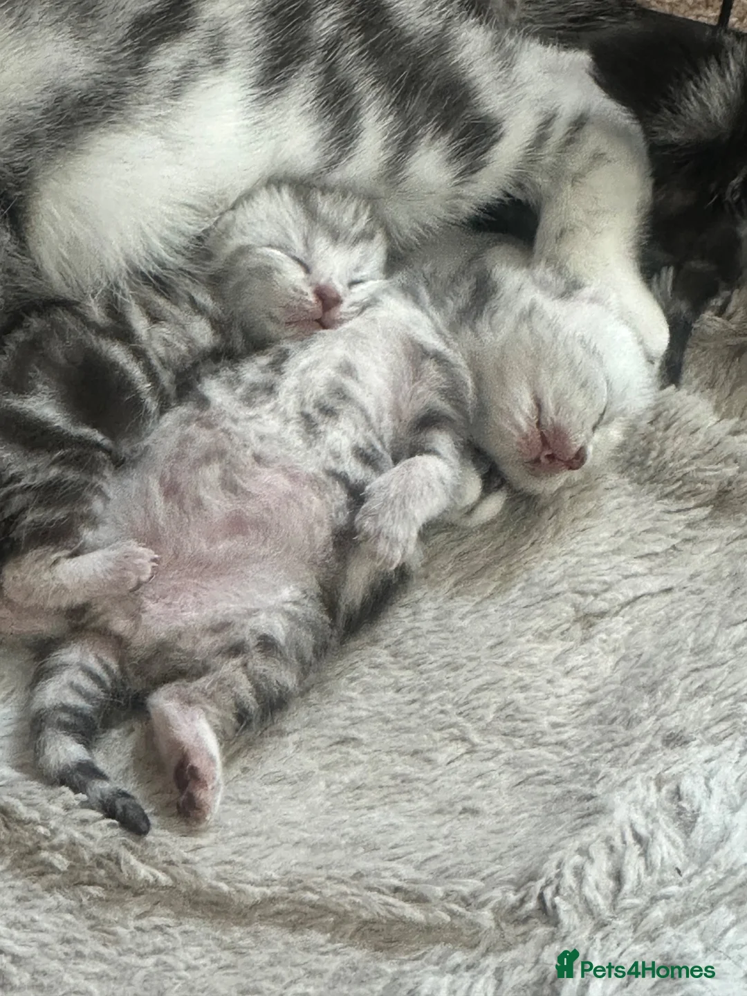 British Shorthair cats for sale: Marble British short hairs - Advert 4