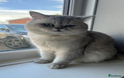 Scottish Fold cats for sale: Beautiful Scottish Straight - Image 3