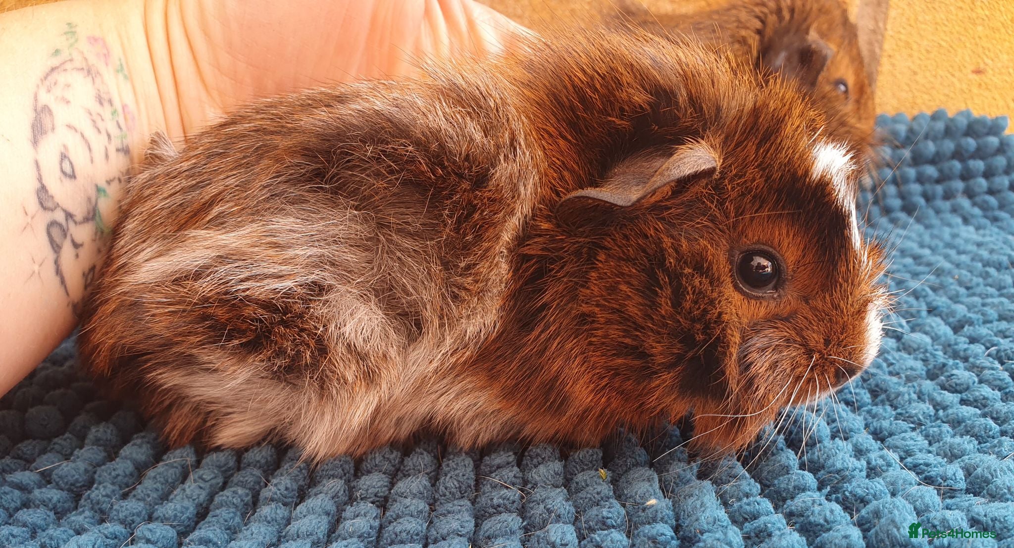 Guinea Pig rodents Beautiful guinea pigs - Advert 2
