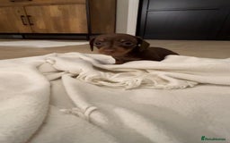 Miniature Dachshund dogs for sale: 🐾 Miniature Dachshund Puppies Available🐾 - Image 8