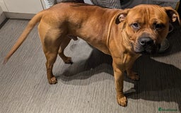 Bullmastiff dogs for sale: Loveable bull mastiff - Image 2