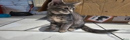 Bengal cats for sale: BENGAL X KITTENS - Advert 2