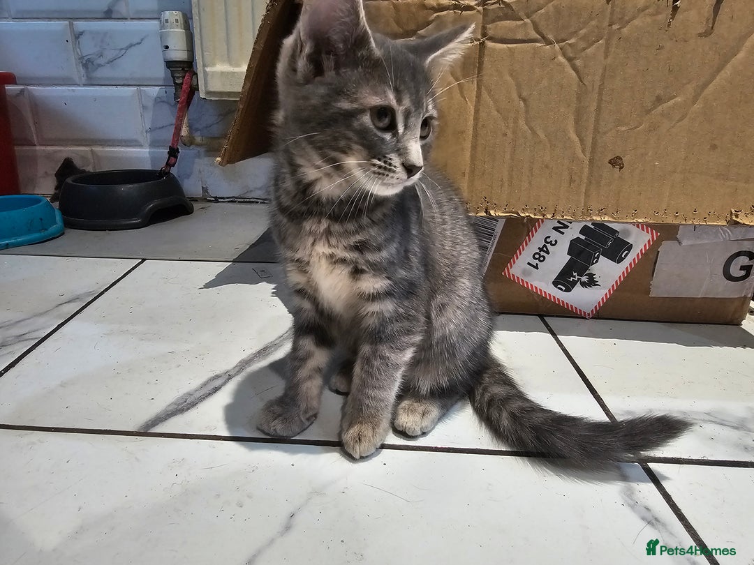 Bengal cats for sale: BENGAL X KITTENS - Advert 2