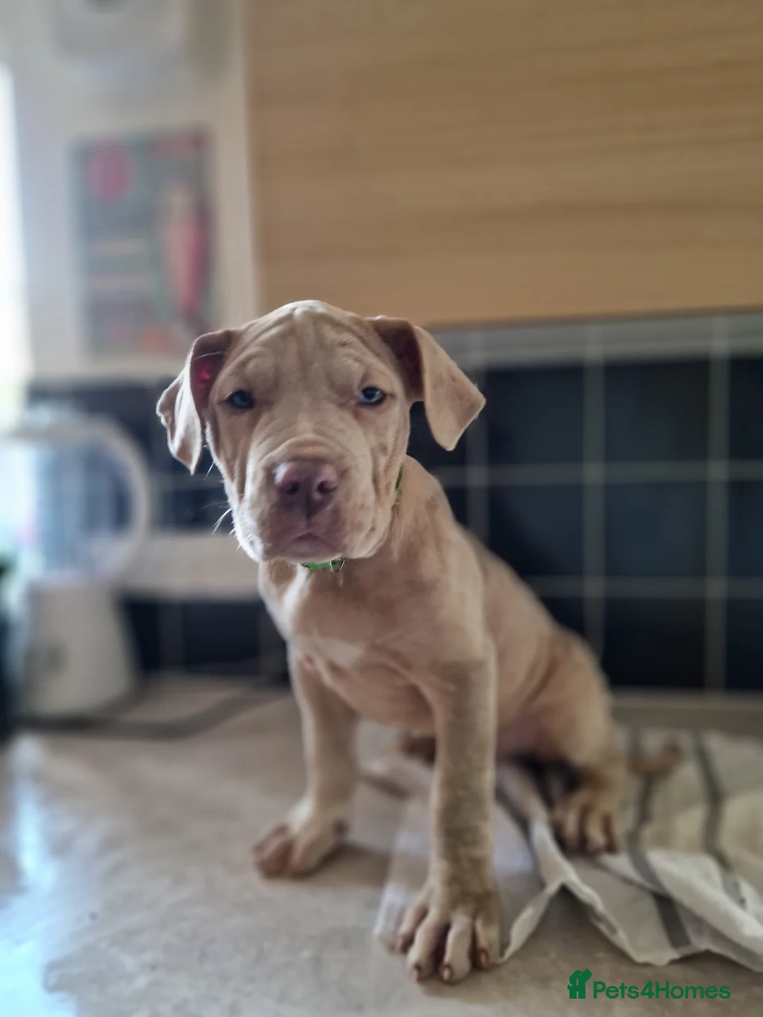 Mastiff dogs for sale: Stunning mastiff puppies - Advert 2