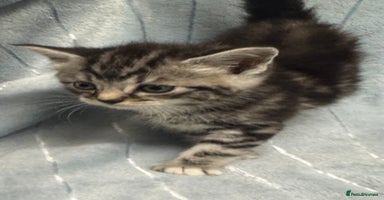 Mixed Breed cats - Advert 9