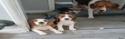 Beagle dogs for sale: beagles Puppies  - Advert 2
