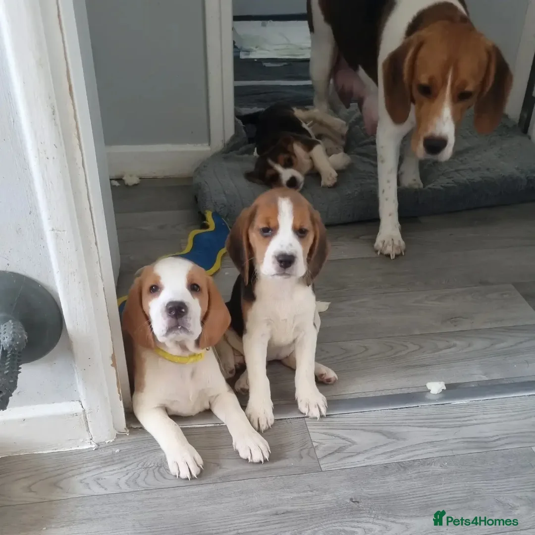Beagle dogs for sale: beagles Puppies  - Advert 2