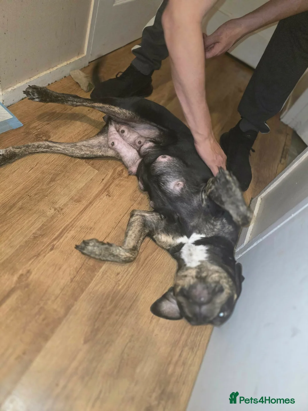 Mixed Breed dogs for sale: American bulldog staff x chow in Telford - Advert 1