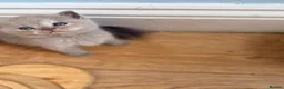 Mixed Breed cats for sale: 5 beautiful kittens READY NOW Scottish fold x BSH  - Advert 12