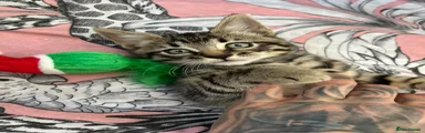 Mixed Breed Kitten 1