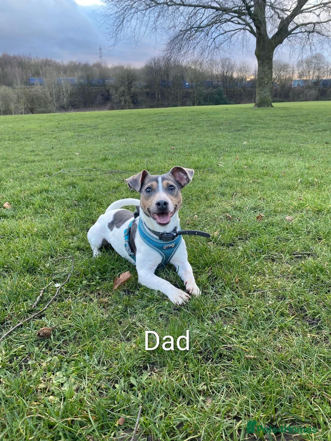 Mixed Breed dogs for sale: Oreo's Beautiful Puppies - Advert 2