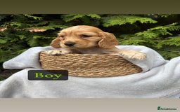 Cocker Spaniel dogs for sale: GORGEOUS SHOW TYPE SABLES COCKER SPANIAL PUPPIES - Image 7
