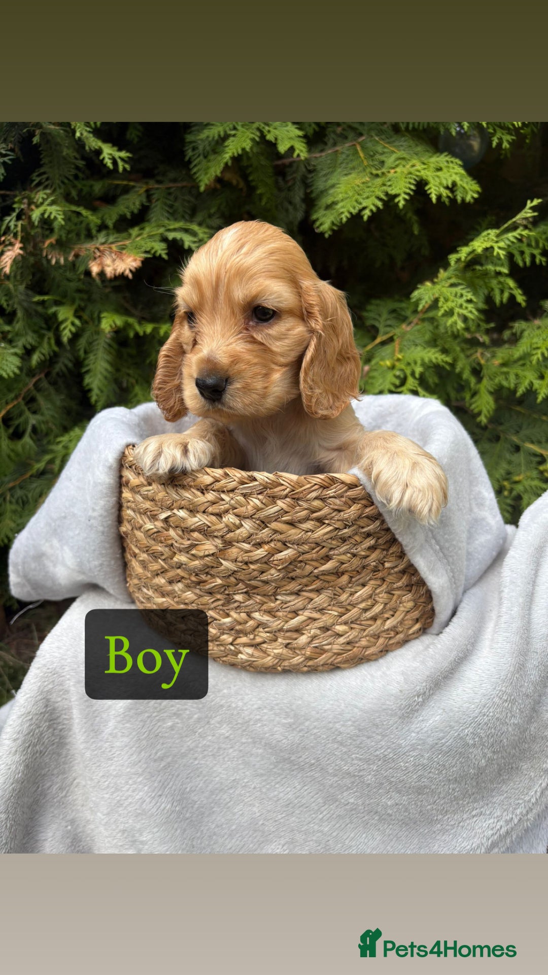 Cocker Spaniel dogs for sale: GORGEOUS SHOW TYPE SABLES COCKER SPANIAL PUPPIES - Image 7