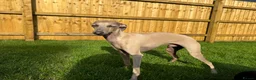 Italian Greyhound dogs for sale: 1 year old Italian greyhound  in Brackley - Advert 1