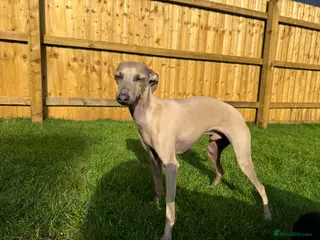 Italian Greyhound dogs 1 year old Italian greyhound in Brackley - Advert 1