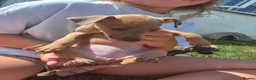 Italian Greyhound dogs for sale: Beautiful Italian-greyhound puppies - Advert 8