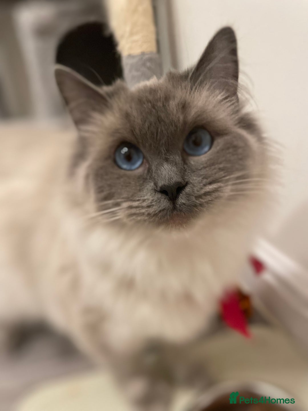 Ragdoll cats for sale: Stunning Blue point Ragdoll - Advert 6