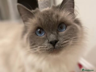 Ragdoll cats GCCF queen - Advert 6