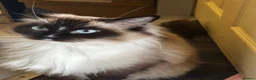 Ragdoll cats for sale: Beautiful majestic Azina - Advert 3