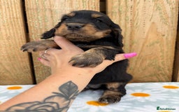 Cocker Spaniel dogs for sale: Ready 30th august import lines  - Image 18