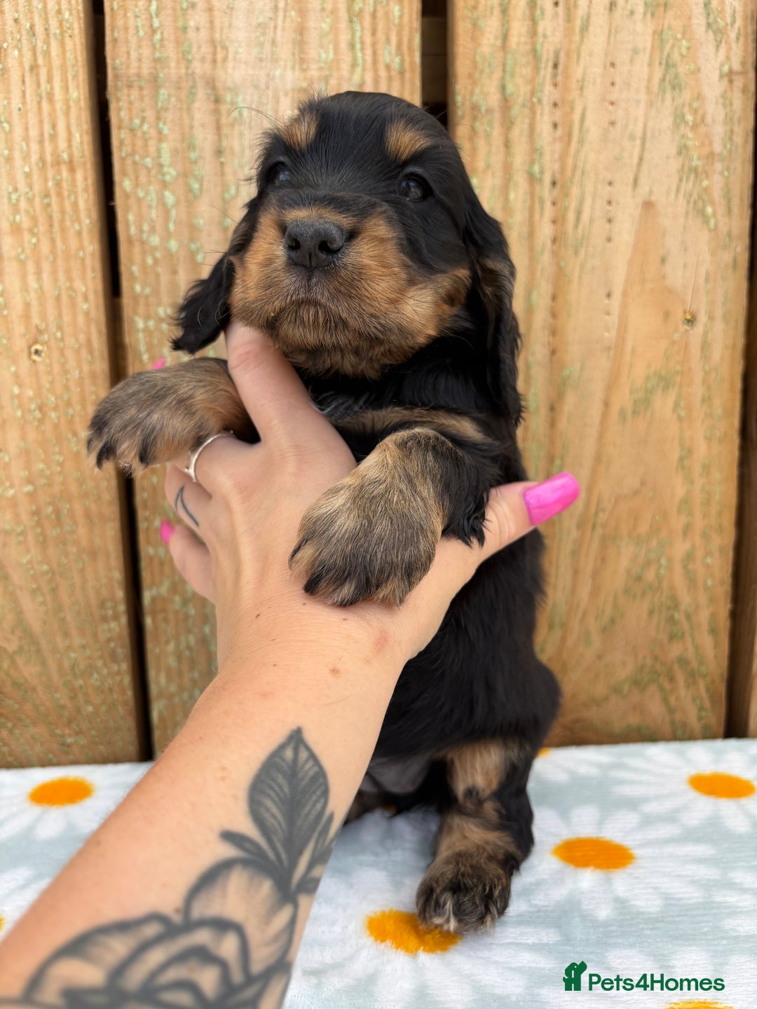 Cocker Spaniel dogs for sale: Ready 30th august import lines  - Image 18