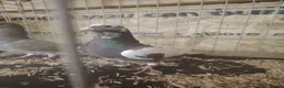 Pigeons birds for sale: Racing pigeon for sale  - Advert 6