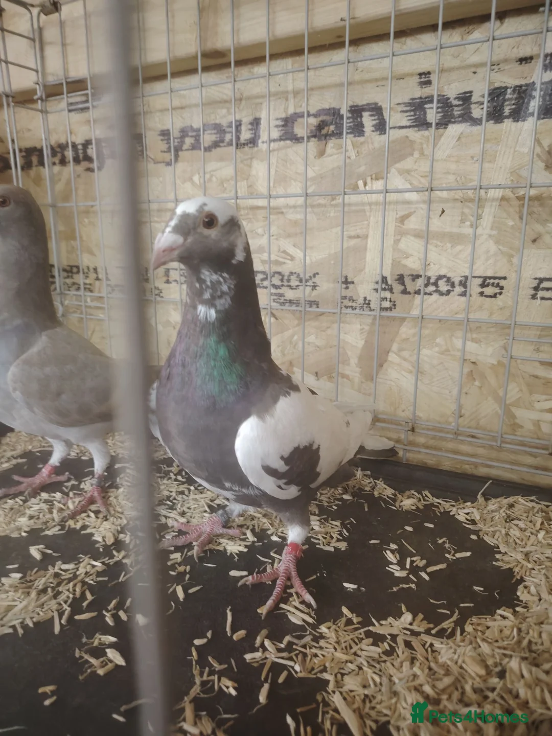 Pigeons birds for sale: Racing pigeon for sale  - Advert 6