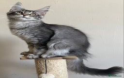 Maine Coon cats for sale: Ready Now - Beautiful Maine Coon Kittens in Nantwich - Image 3