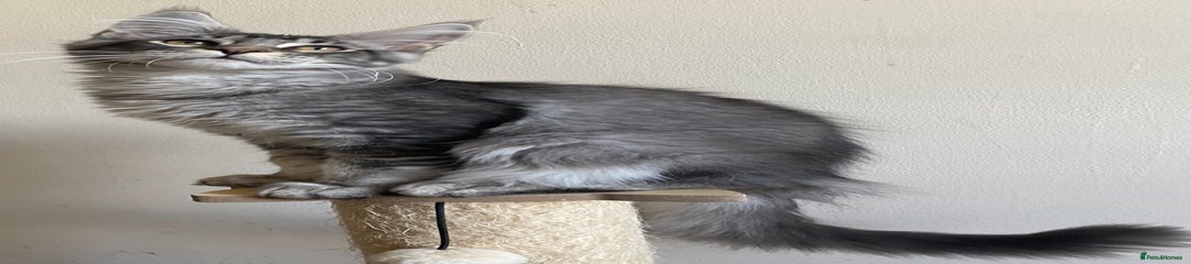 Black silver ticked tabby