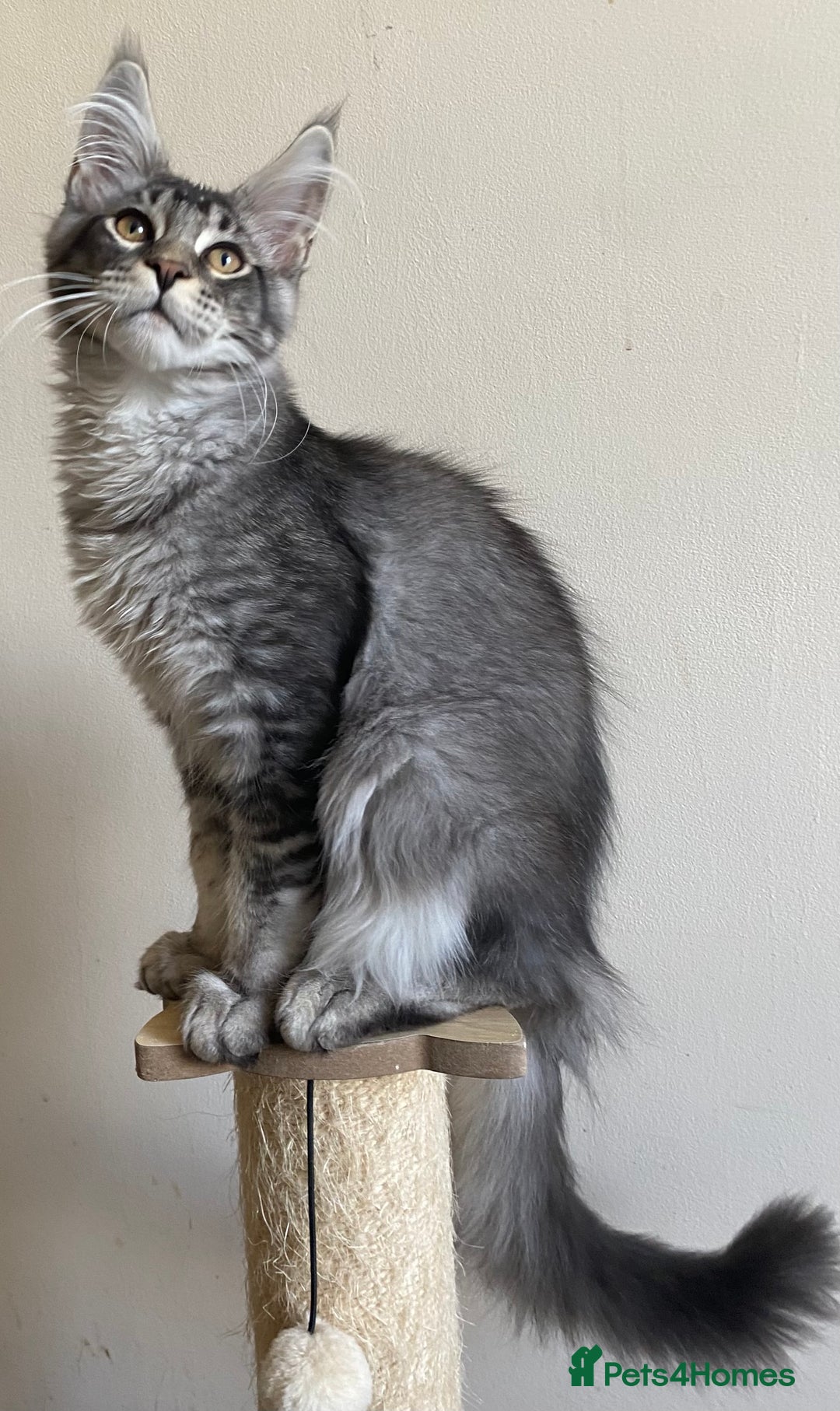 Maine Coon cats for sale: Ready Now - Beautiful Maine Coon Kittens in Nantwich - Image 3