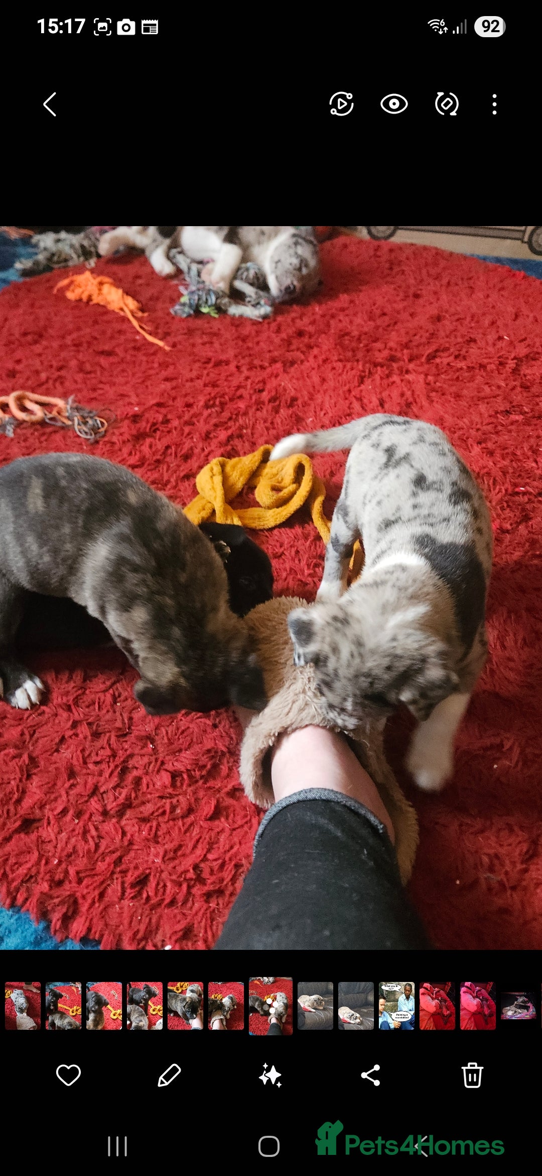 Mixed Breed dogs for sale: alapaha bull dog x  akita  - Image 16