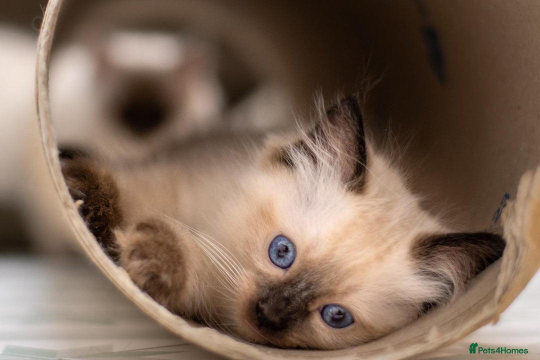 Ragdoll cats for sale: 🏅Last 2 GCCF Ragdoll kittens Ready now - Advert 23